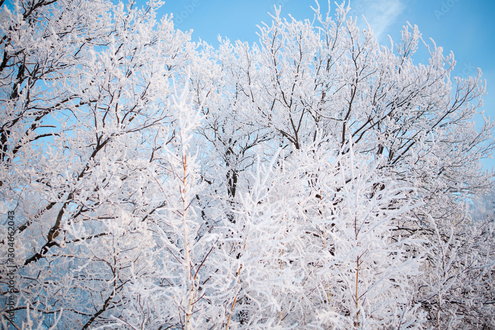 Winter morning in the mountains. Snow-covered tree branches against the blue sky Branches covered with snow Nature winter landscape Winter morning in the mountains. Snow-covered tree branches against the blue sky Branches covered with snow Nature winter landscape