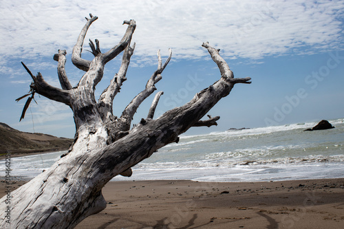 Dead tree washed up the beach reaching towards the sky