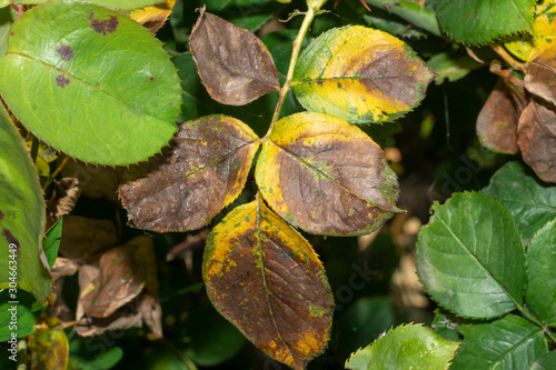 sick rose bushes and leaves. Protection against diseases in the garden