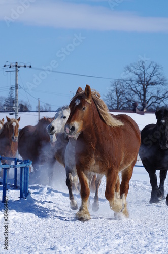 冬の馬追い運動