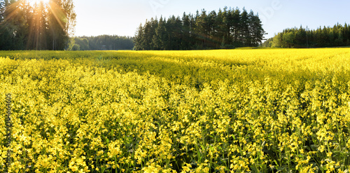 A field of yellow flowering blooming mustard seed plants in Rusko, Finland Fototapet