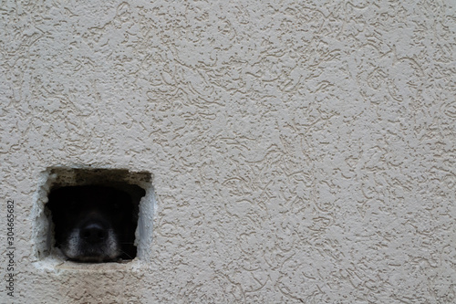 Dog in captivity against textured wall. Lonely animal. Beast looking from dark shadow.