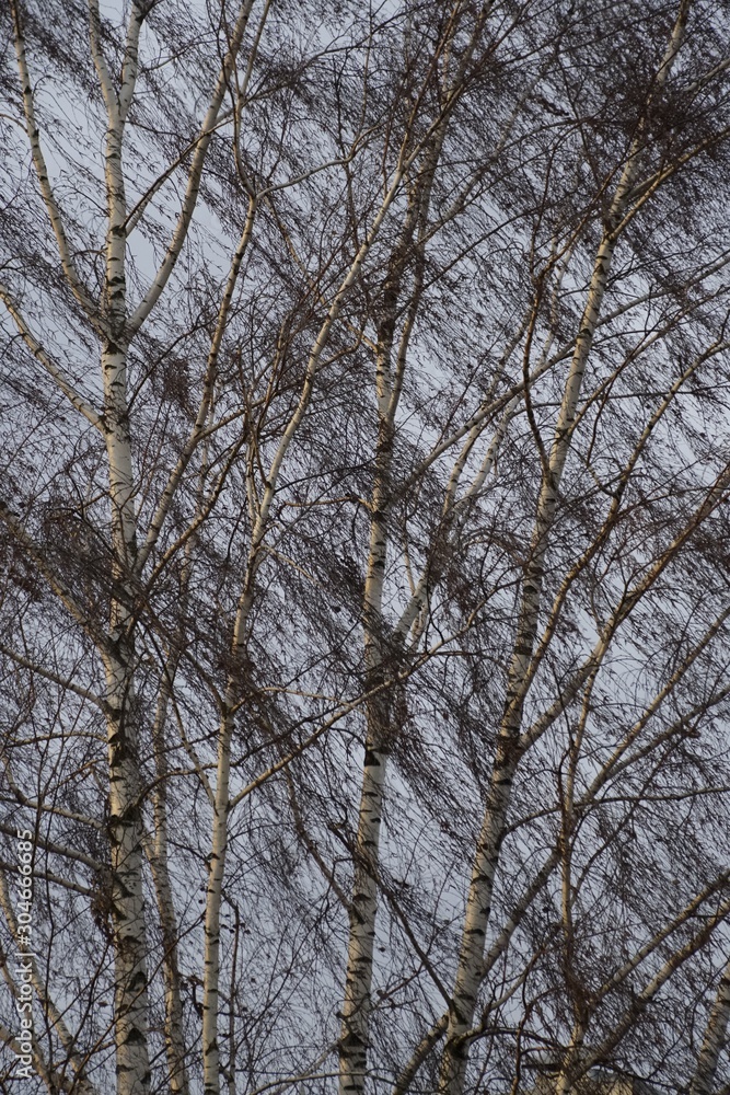 Birch on a windy day. A tree without leaves in the fall. Texture and background. Birch on a windy day. A tree without leaves in the fall. Texture and background.