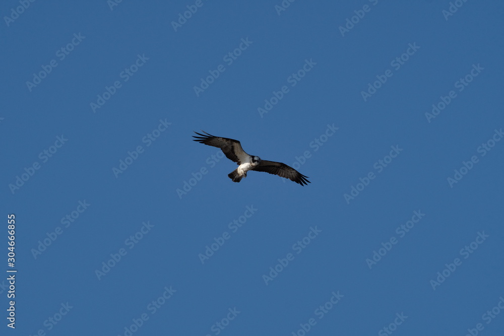 osprey in flight osprey in flight