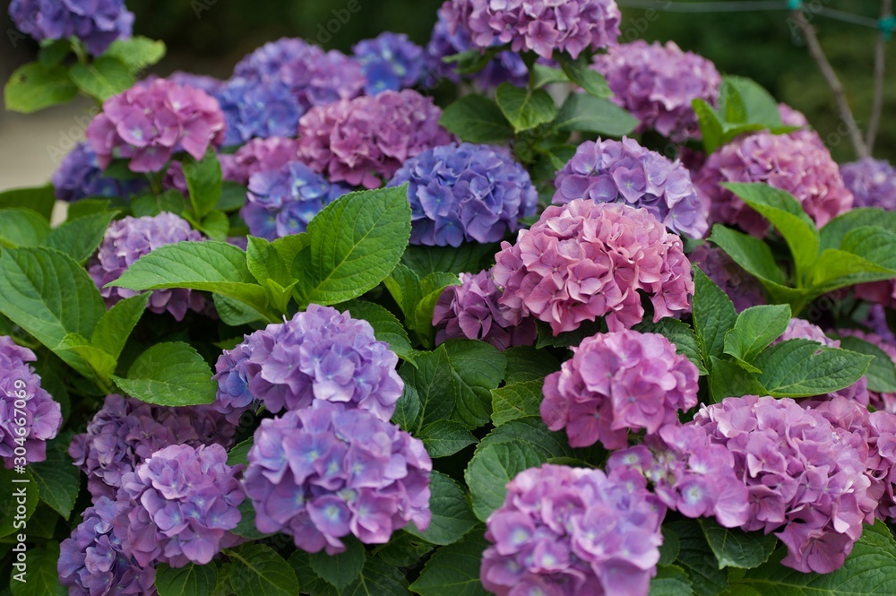flores costa amlfitana flores costa amlfitana