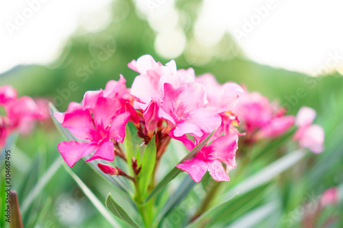 A bouquet of lovely pink petals of fragrant Sweet Oleander or Rose Bay  blooming on green leafs and blurry  background