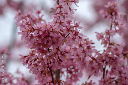 Prunus okame flowering early spring ornamental tree  beautiful small pink flowers in bloom