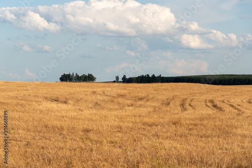 The rye grass field ready to be harvested1