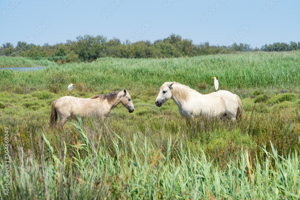 Wild horses standing in a field under the blue sky, birds siting on their back Wild horses standing in a field under the blue sky, birds siting on their back