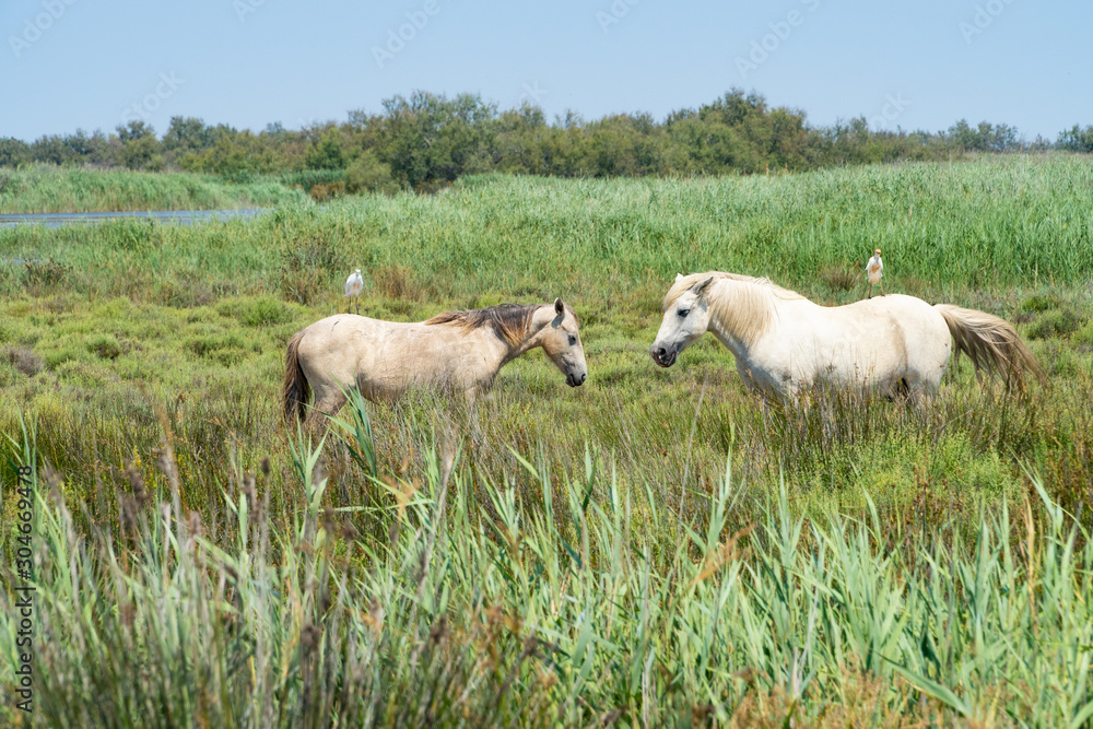 Obraz premium Wild horses standing in a field under the blue sky, birds siting on their back