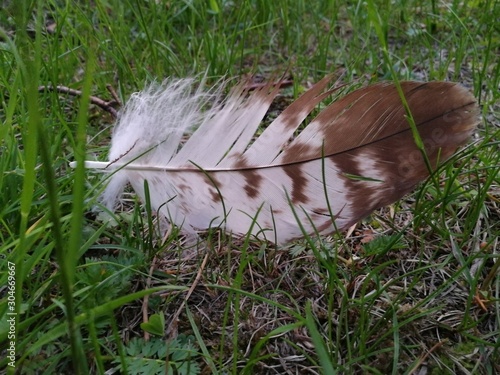 nature. bird feather photo