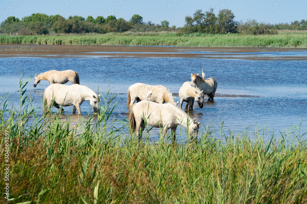Wild horses standing in water, drinking under the blue sky