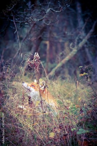 Forest dweller. Red fox.