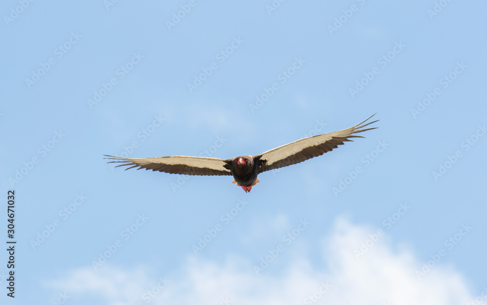 Bateleur eagle perched on a branch, Tanzania Bateleur eagle perched on a branch, Tanzania