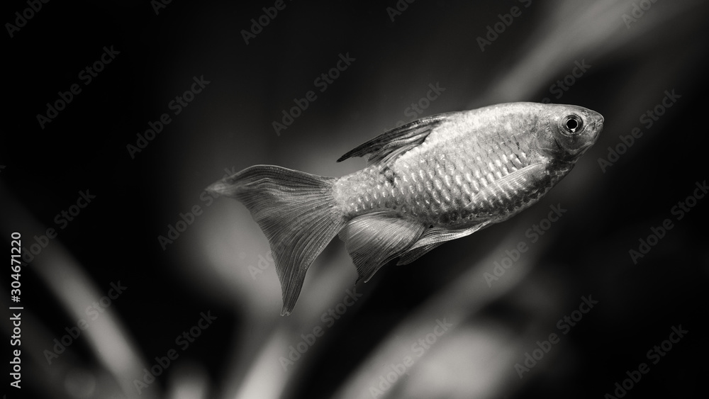 Magic black white aquarium landscape, close-up tropical fish longtail barb  Pethia Conchonius. Shallow depth of field. White plants on dark background.  film noise effect Stock Photo
