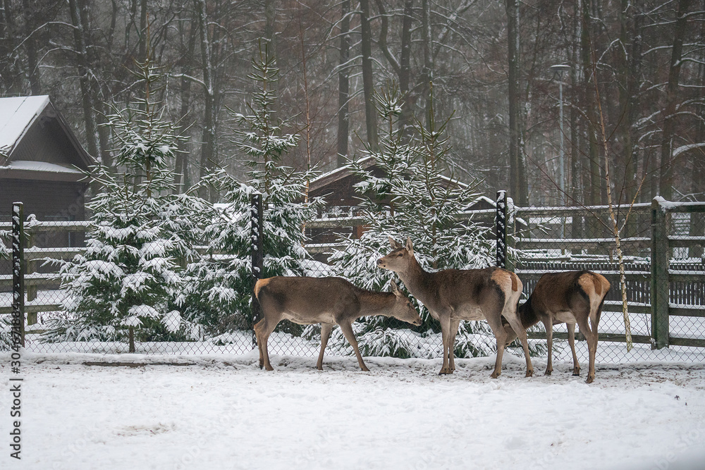 deer in the forest in winter deer in the forest in winter