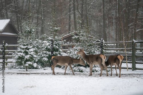 deer in the forest in winter