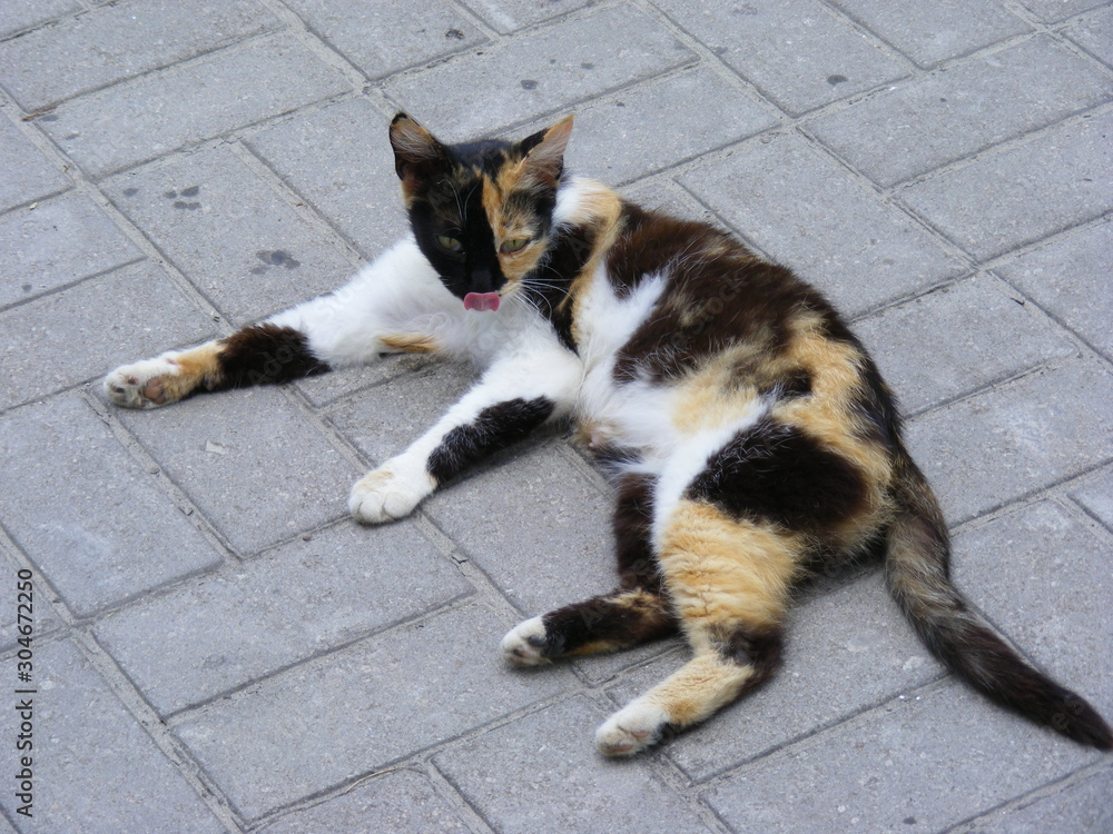 cats, stray animals, pets, colorful cat, single object cats, stray animals, pets, colorful cat, single object
