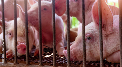 Cute piglet in farm. Sad and healthy small pig. Livestock farming. Meat industry. Animal meat market. African swine fever and swine flu concept. Swine breeding. Swine flu (H1N1 virus) carrier.