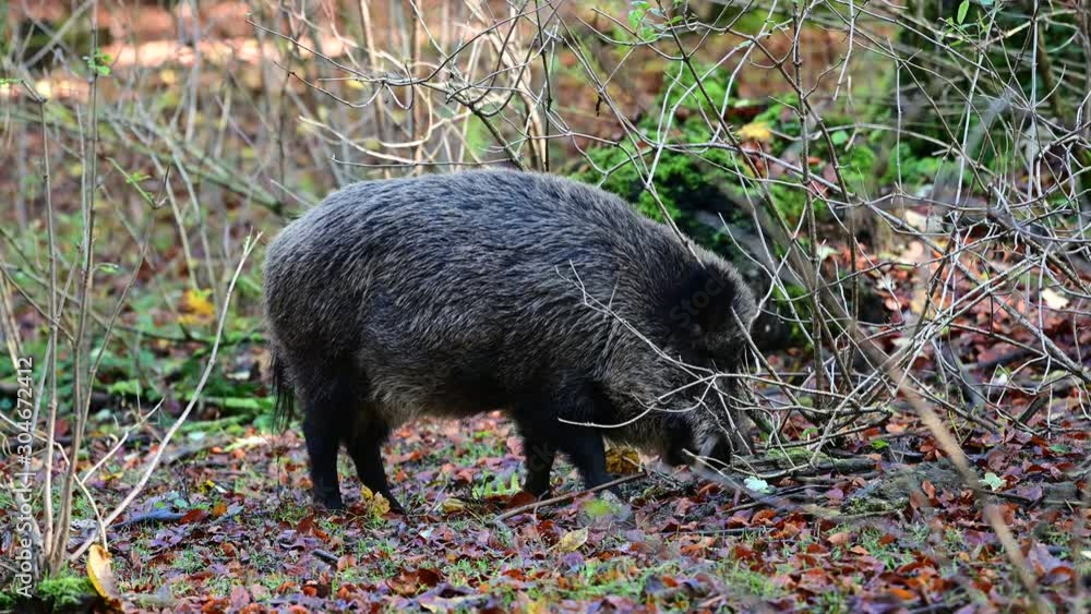 Wild boar feamle search feed in the forest, autumn, (sus scrofa), germany Wild boar feamle search feed in the forest, autumn, (sus scrofa), germany