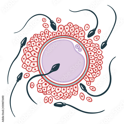 Natural fertilization. Sperm and egg cell hand drawn vector illustration. Fertilization and ovulation sketch drawing concept. 
