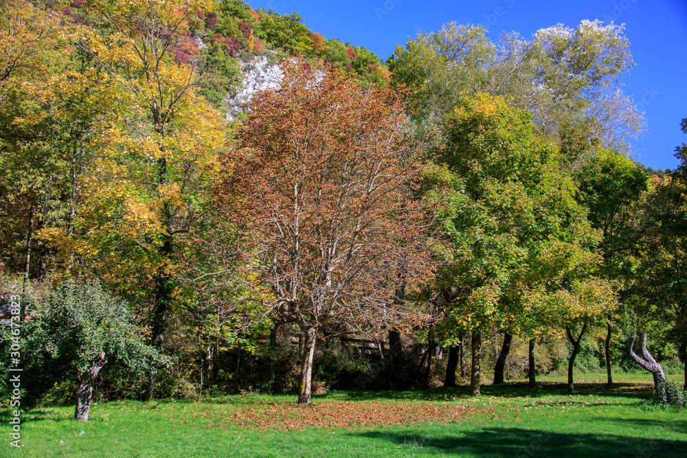 Forest in autumn, foliage of trees, colors in nature