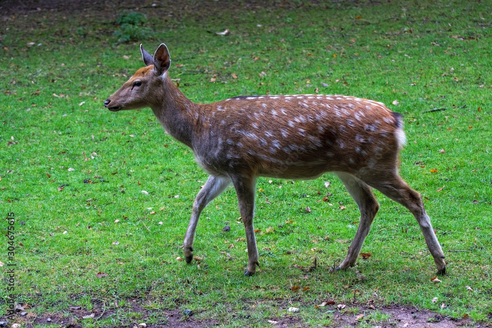 a female dybowskii sika deer in the forest a female dybowskii sika deer in the forest