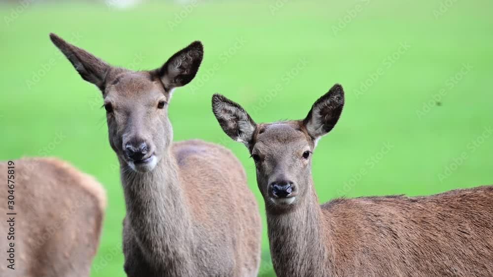 Red deer female with calf are watching, head portrait, autumn, (cervus elaphus), germany Red deer female with calf are watching, head portrait, autumn, (cervus elaphus), germany