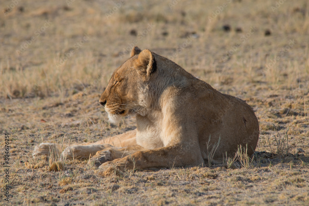 Lioness rolling an licking her paw, Etosha national park, Namibia, Africa Lioness rolling an licking her paw, Etosha national park, Namibia, Africa