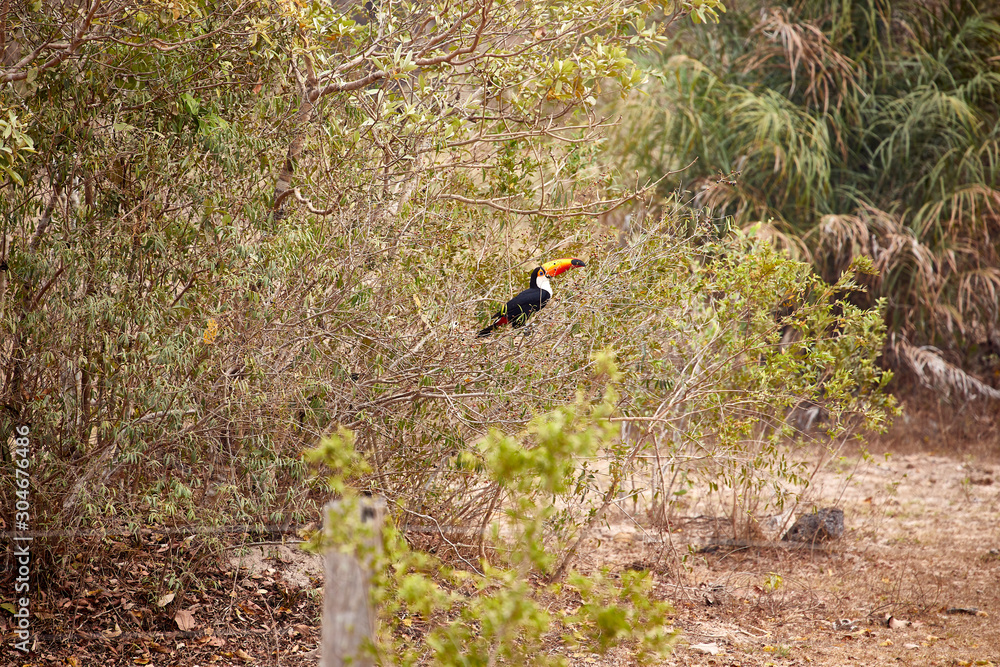 beautiful toucan sitting on a branch beautiful toucan sitting on a branch