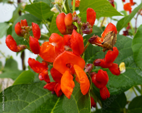 Schilderij op canvas Beautiful red scarlet flowers of Runner Bean plant (Phaseolus coccineus 'Enorma') growing in the garden