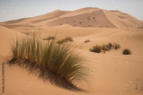 Fototapeta Naklejka Na Ścianę i Meble -  Plants in the dunes of the Moroccan Sahara desert.