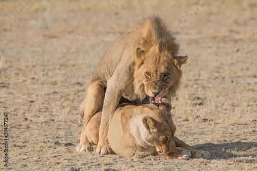 A couple of lions having sex  Etosha national park  Namibia  Africa