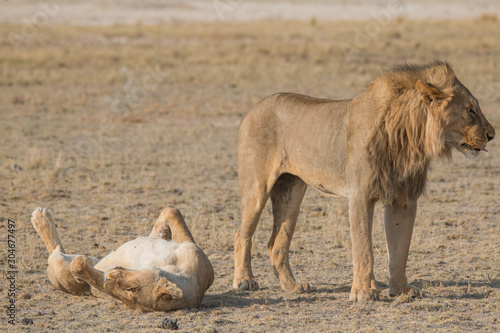 A couple of lions in the grassland, Etosha national park, Namibia, Africa