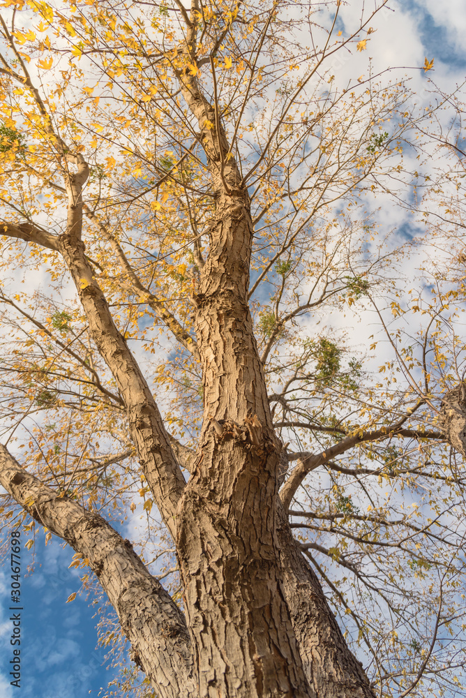 Lookup view of vibrant yellow maple leaves during fall season in Dallas Lookup view of vibrant yellow maple leaves during fall season in Dallas