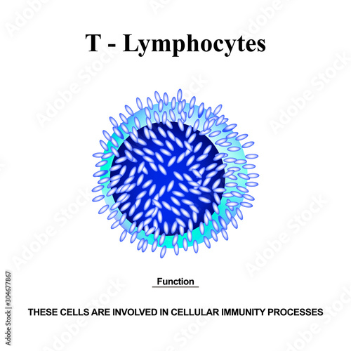 T lymphocytes structure. The functions of T lymphocytes. Immunity Helper Cells. Infographics. Vector illustration on isolated background.