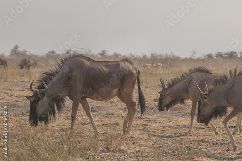 Blue wildebeests in the shrubland  Etosha national park  Namibia  Africa