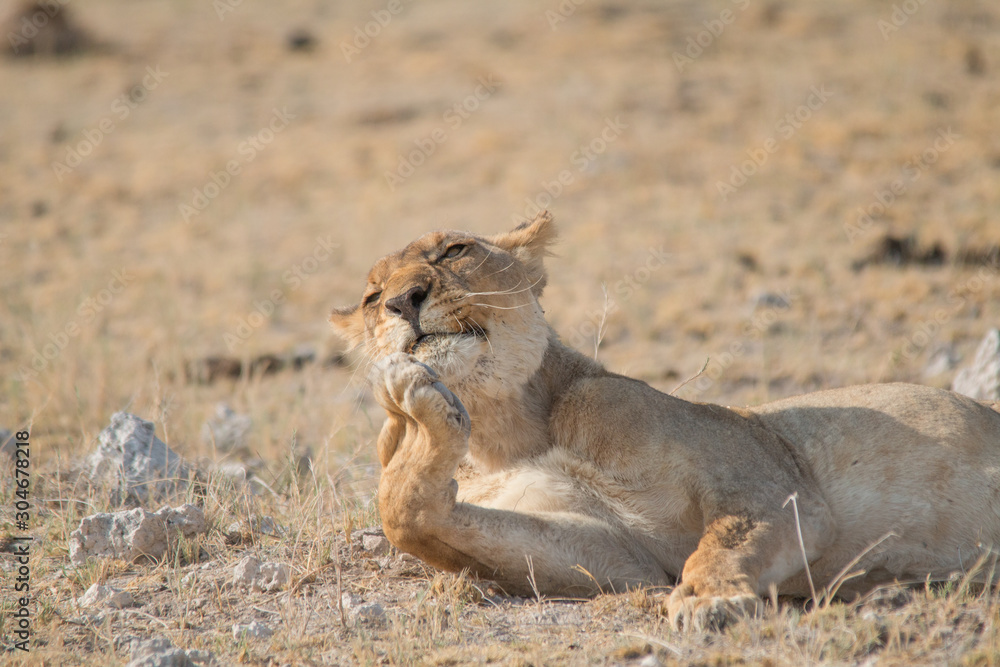 Lioness rolling an licking her paw, Etosha national park, Namibia, Africa Lioness rolling an licking her paw, Etosha national park, Namibia, Africa