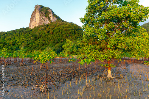 Young mangrove tree growing