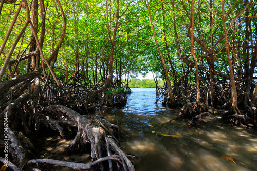 Young mangrove trees © Stéphane Bidouze