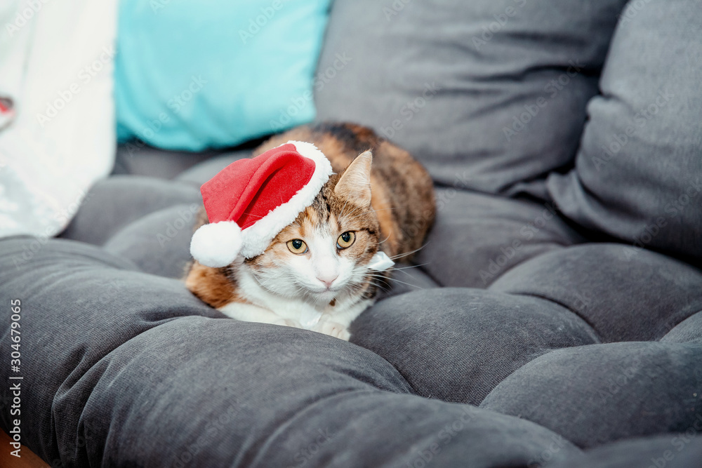 Christmas cat in red Santa Claus hat. New Year holidays