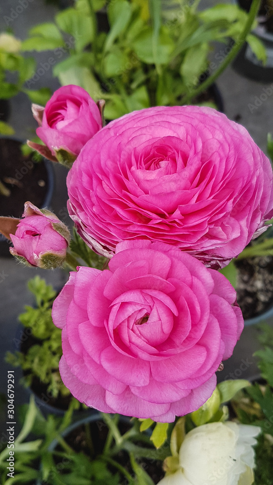 beautiful blooming spring flowers in the garden beautiful blooming spring flowers in the garden