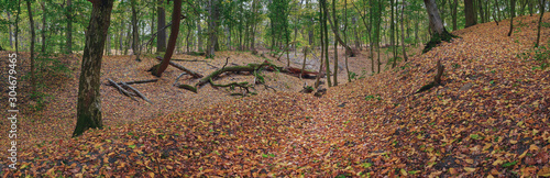 panorama of autumn forest with foliage and fallen tree