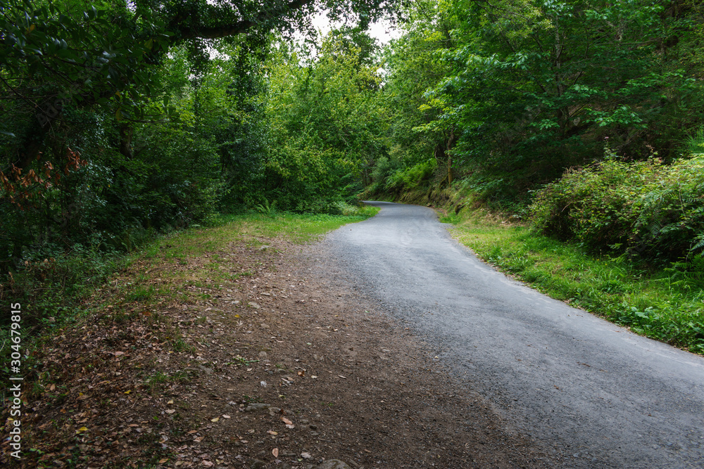 lush Atlantic forest crossed by a sandy path