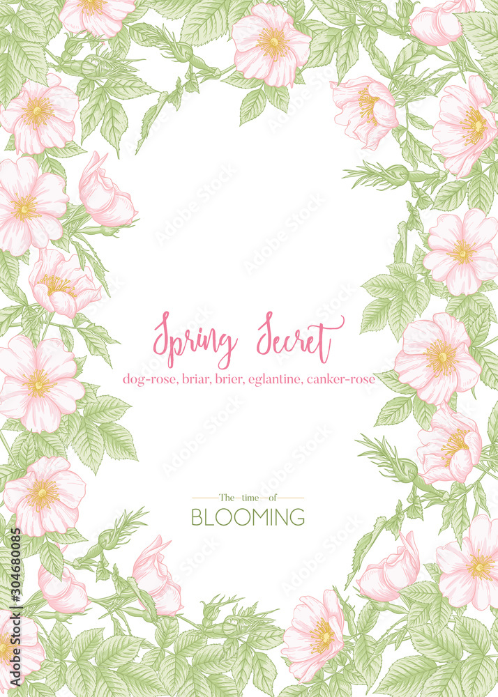 Dog-rose, briar, brier, eglantine, canker-rose. Template for wedding invitation, greeting card, banner, gift voucher with place for text. Graphic drawing, engraving style. Vector illustration.