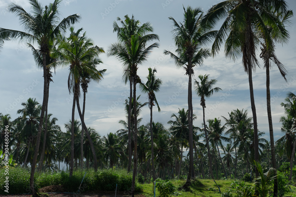 Obraz premium Separate view of a tropical island with turquoise sea, coconut palm trees and blue sky in the Maldives. Indian Ocean Sunset