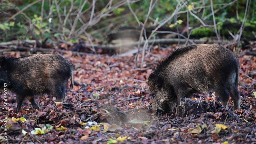 Wild boar family search feed in the forest, autumn, (sus scrofa), germany Wild boar family search feed in the forest, autumn, (sus scrofa), germany