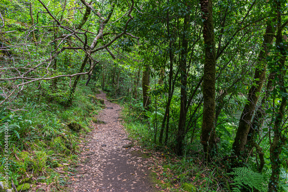 Obraz premium lush Atlantic forest crossed by a sandy path