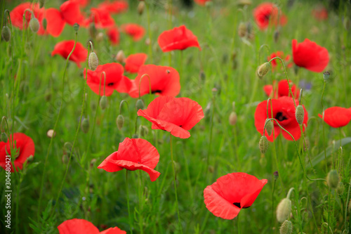 Klatschmohn (Papaver rhoeas) Mohnblumen-Wiese