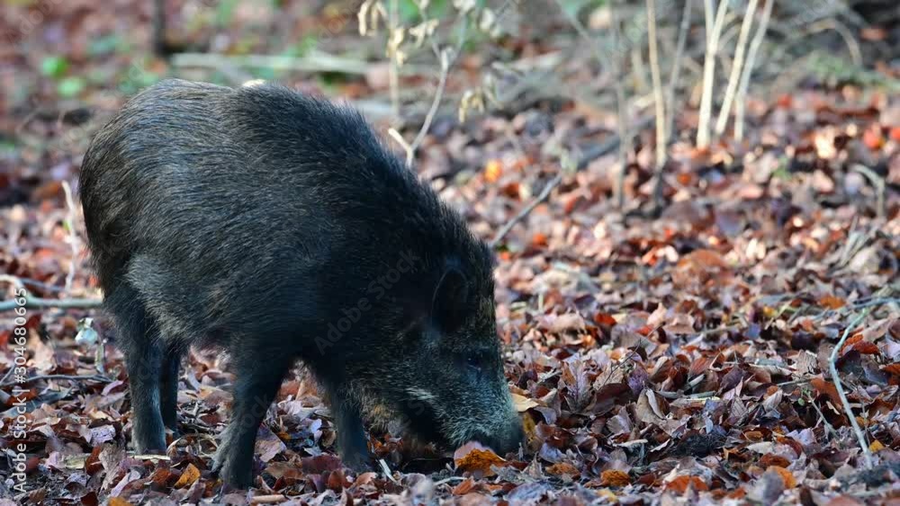 Wild boar family search feed in the forest, autumn, (sus scrofa), germany Wild boar family search feed in the forest, autumn, (sus scrofa), germany